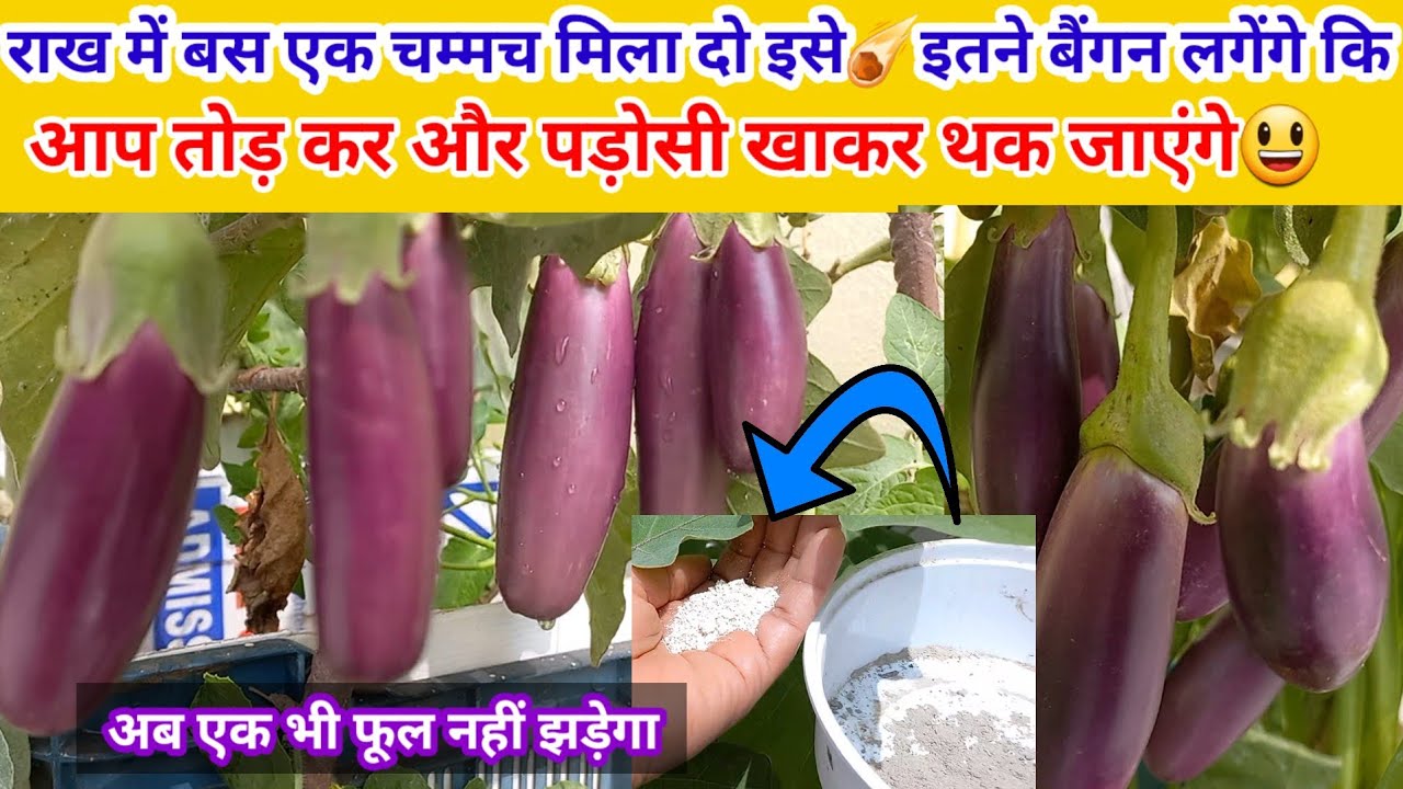 Best Organic Fertilizer For Brinjal Plant//बैंगन के पौधे में डालें राख और चॉक से बनी फ्री की खाद।।