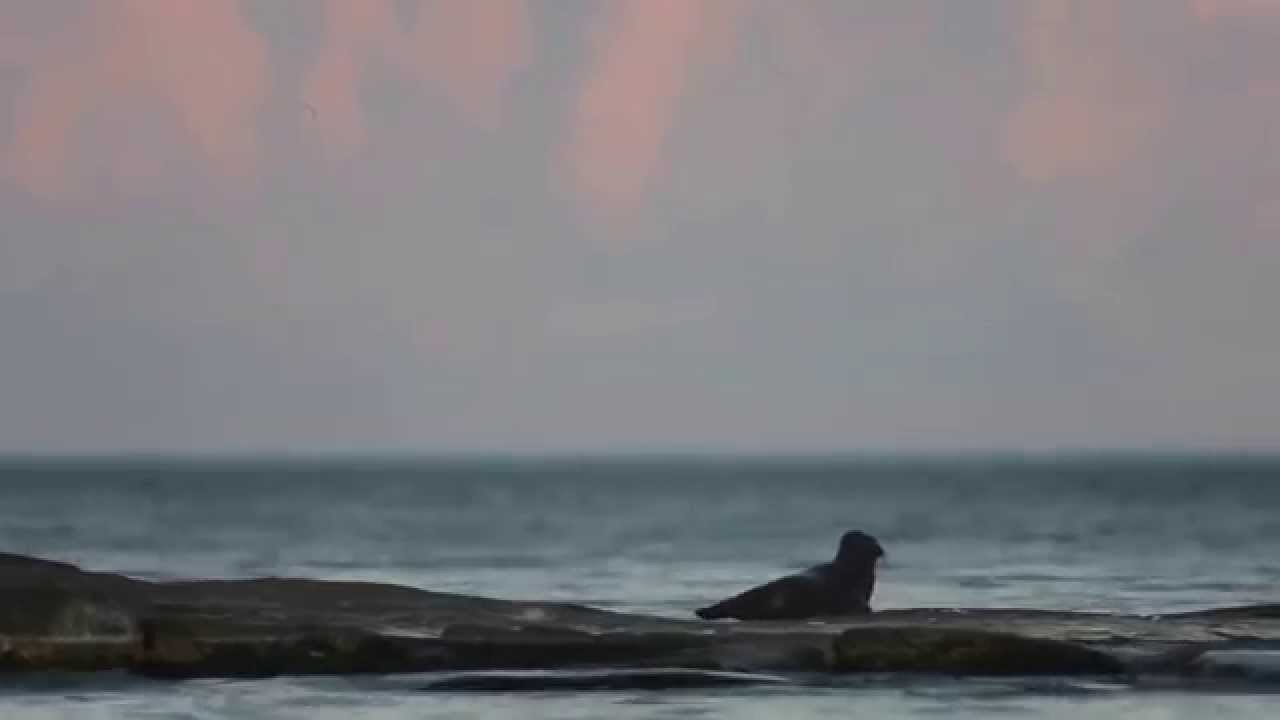 Amazing animals - Ringed Seals on Lake Ladoga