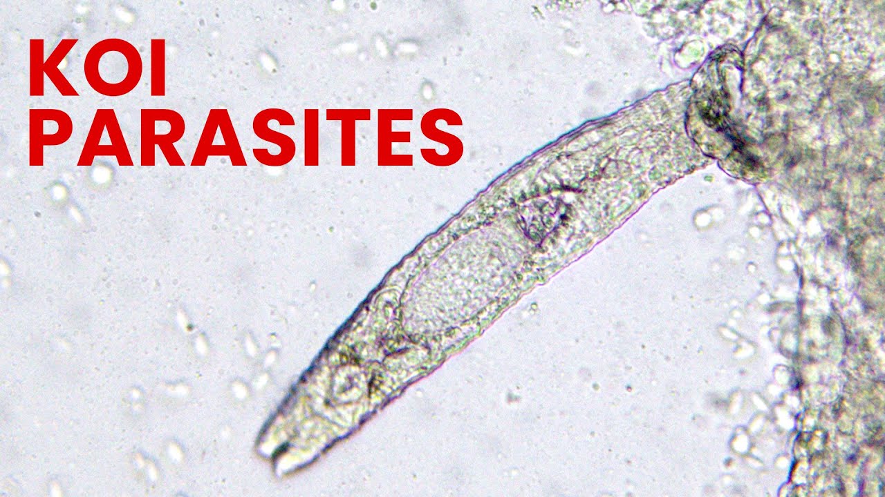 How To Treat Koi Parasites?