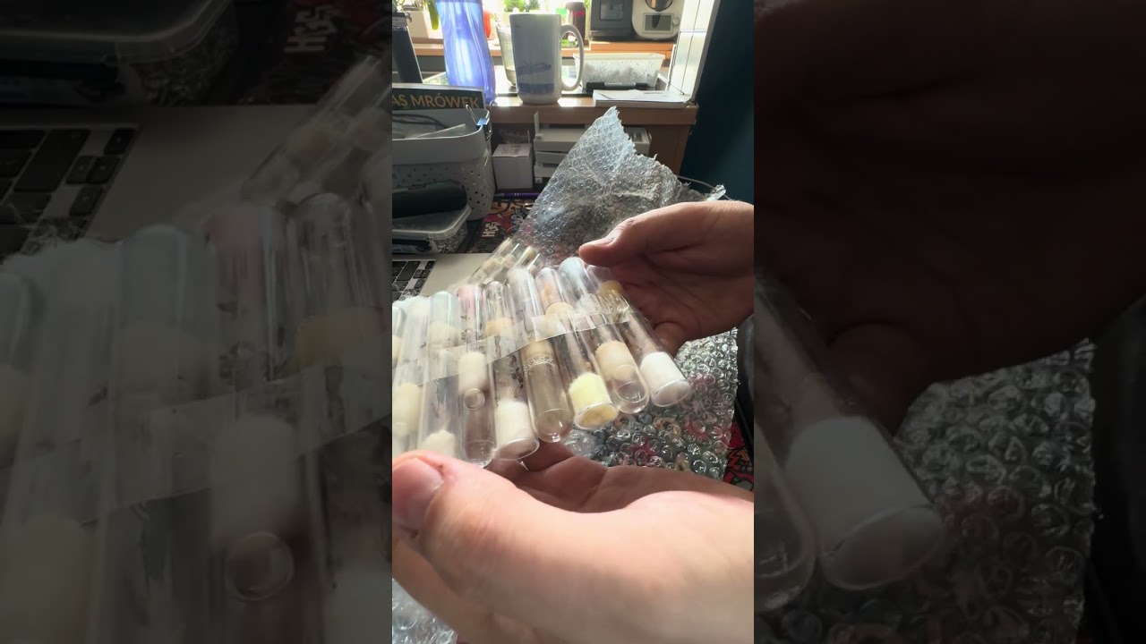 Unboxing mr&oacute;wek egzotycznych
