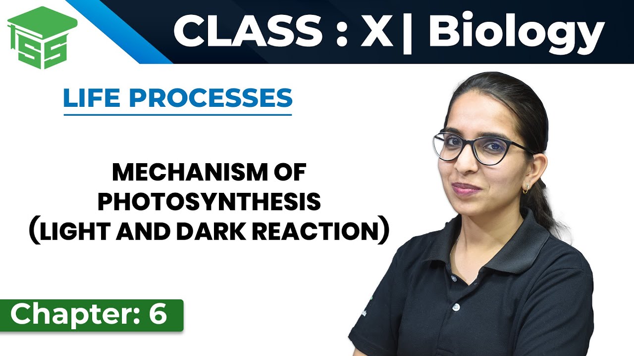 Class 10 Science | Biology | Chapter - 6 | Mechanism of Photosynthesis Light and Dark Reaction