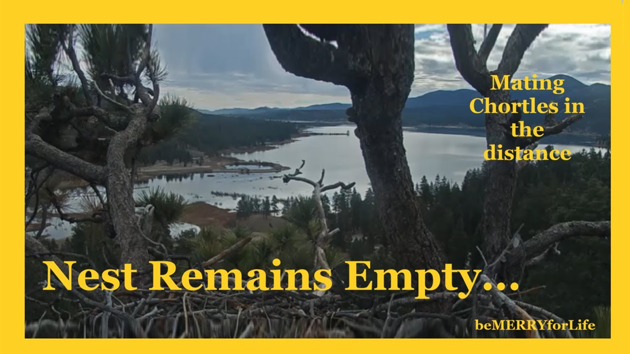 💜🦅FOBBV Jackie & Shadow Stay Away - BUT - 💥Mating Chortles💥 Heard Again 2-6-2026💛🦅💥