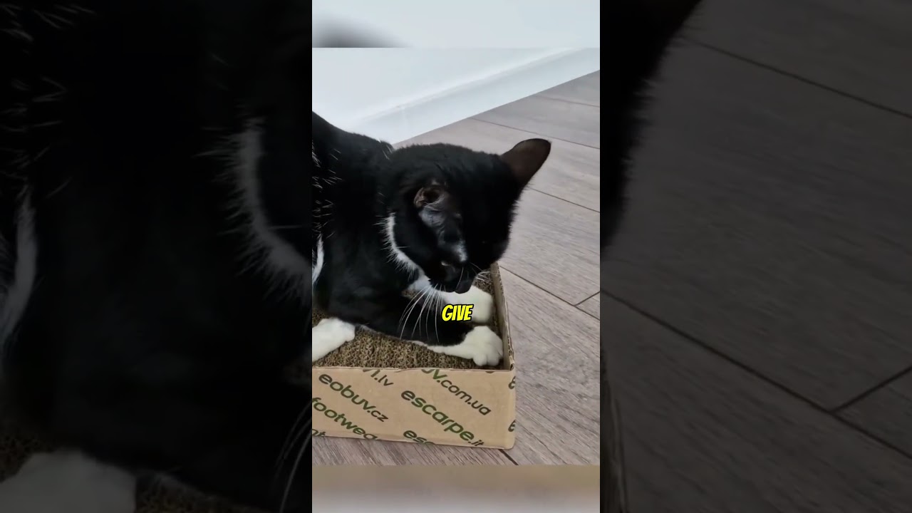 NEVER Declaw a Cat ❌