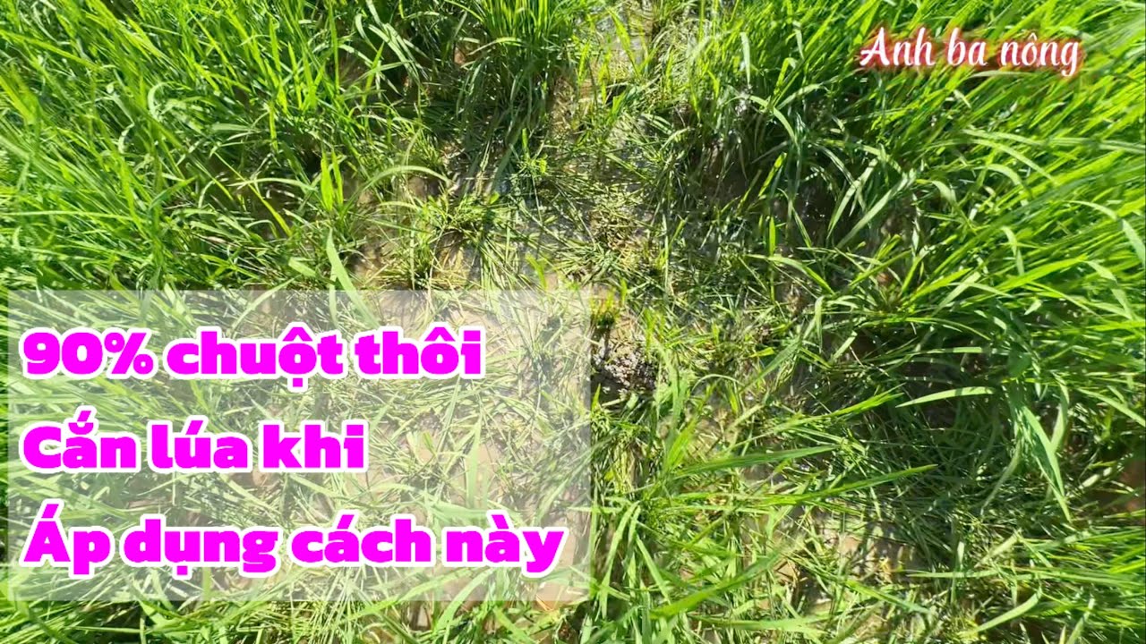Cách làm cho chuột thôi cắn lúa cây @Anhbanông