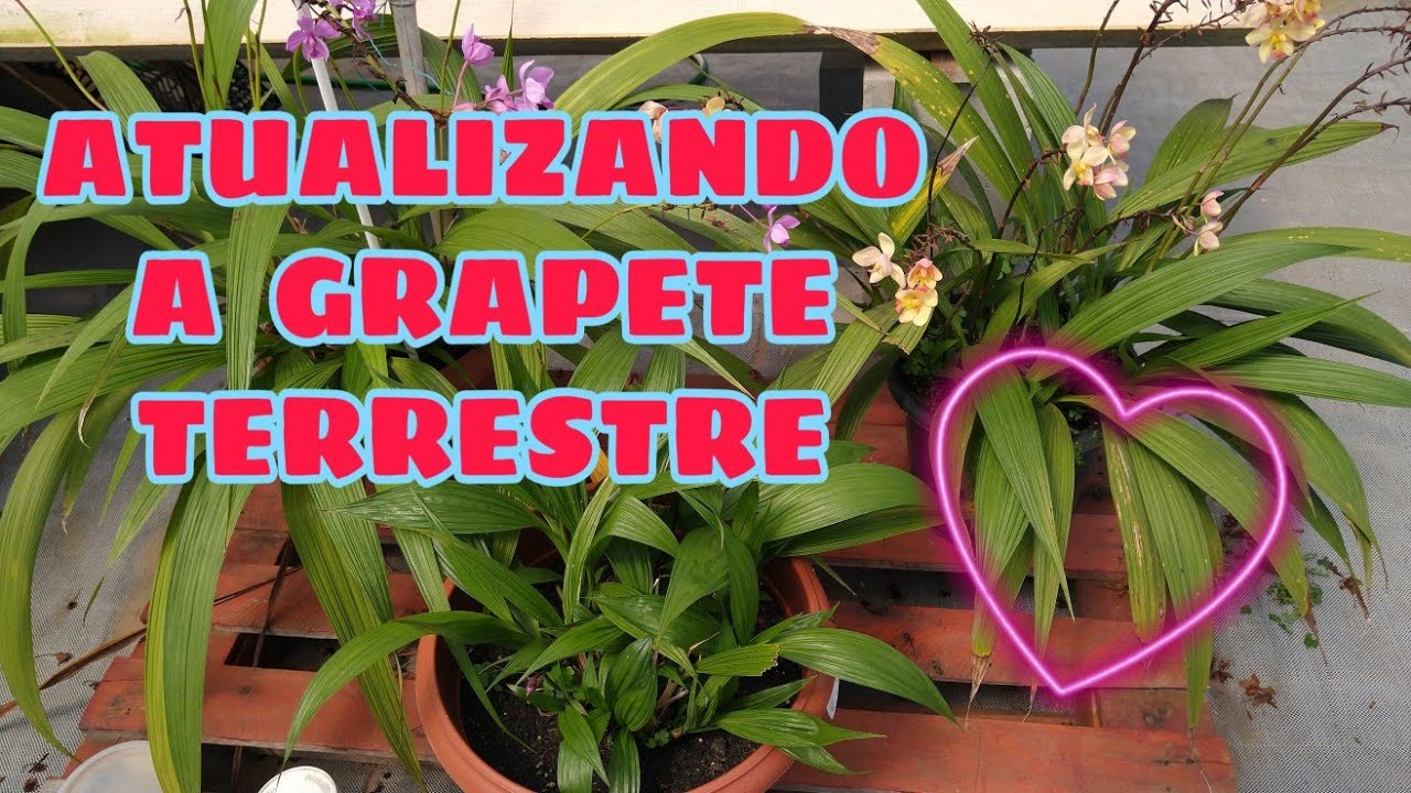 ATUALIZANDO A GRAPETE APÓS 2 MESES + APRENDA PLANTAR UMA MUDA NA TERRA