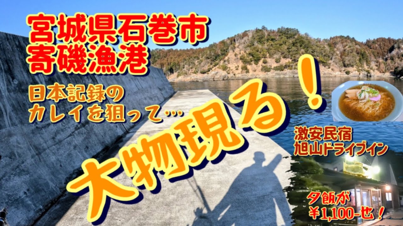 宮城県石巻市　寄磯漁港　日本記録のカレイ狙って…　大物現る！！　