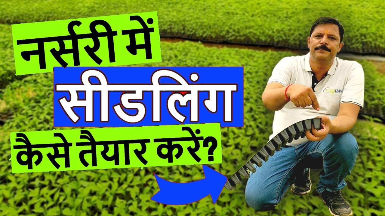 How to prepare nursery seedling ??? नर्सरी सीडलिंग कैसे तैयार करें ???
