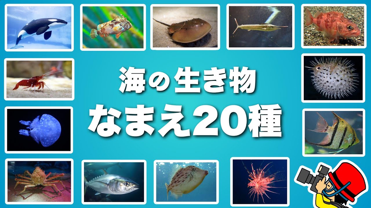 【子供が喜ぶ水族館】写真で覚える！海の生き物の名前20種類！お魚さんたちが大集合！さかな名前ずかん★クジラ・サメ・イルカ・タコ・ペンギン・ウミガメ★未就学児向け教育｜Fish気分はスキューバダイビング