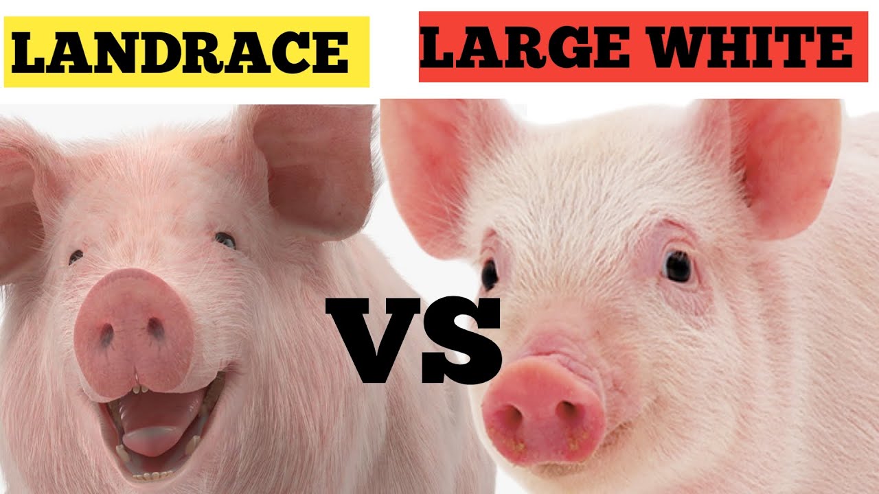 Large white vs Landrace / Which Is More Profitable? / BEST Breeds To Start Piggery!
