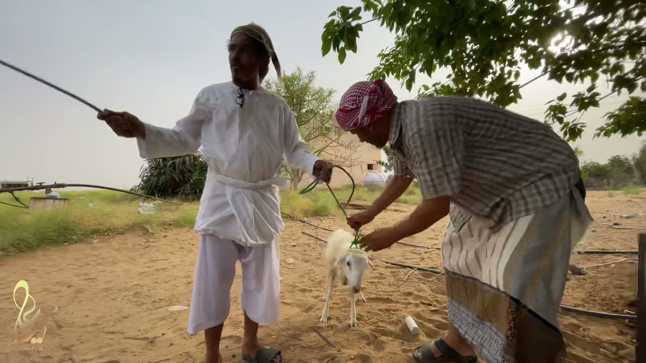 يوميات راعي الكحيله ( أضحية_ العيد )