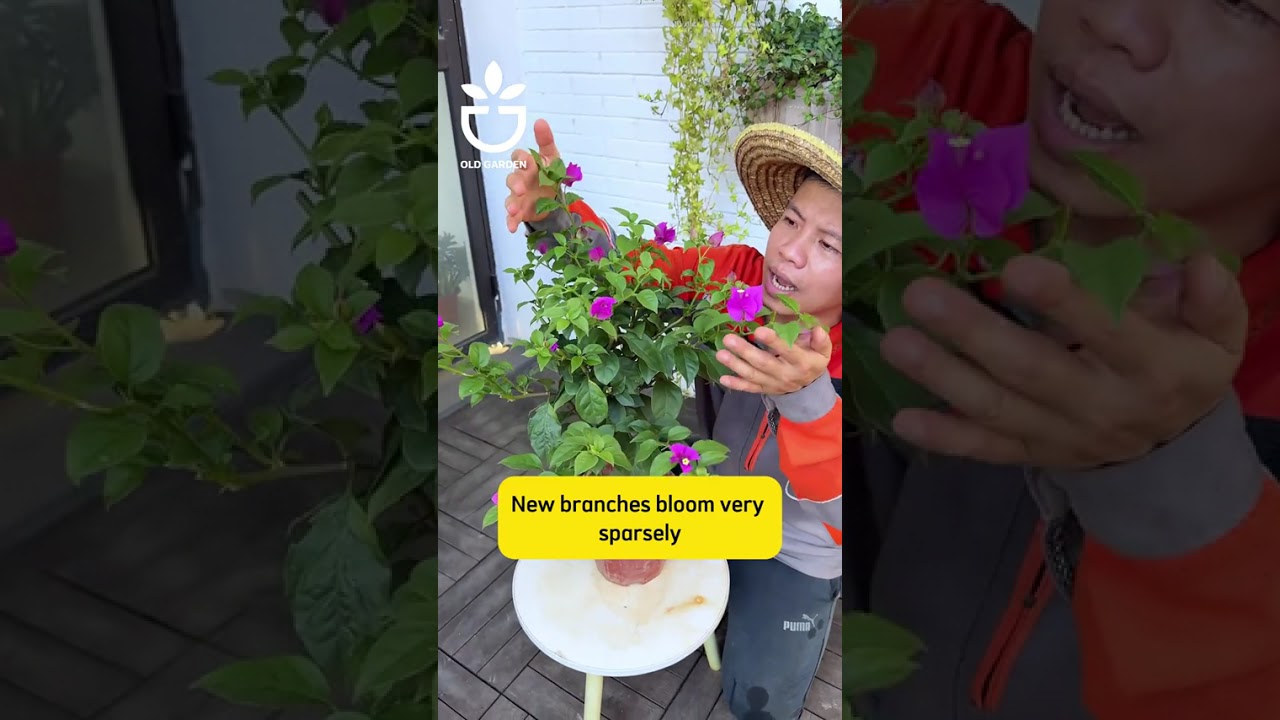 #shorts Learn the skills of flower cultivation #plant #planttips #planting #plantcare #growplan