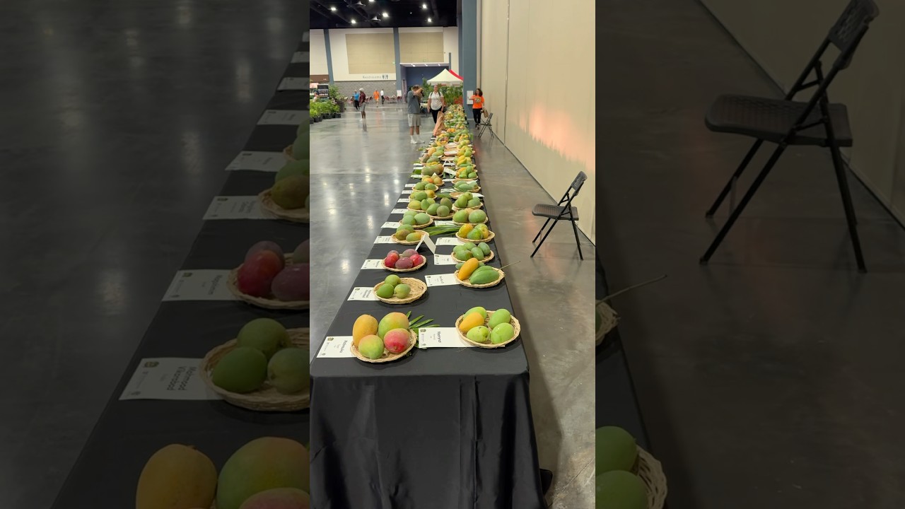 INSANE Mango Display at the 2025 Festival!