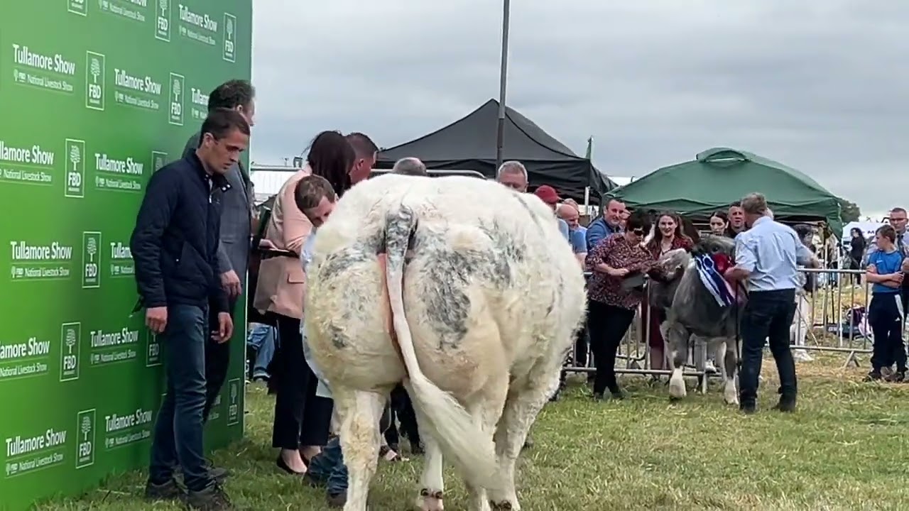 Overall Belgian Blue Champion - Tullamore 2024