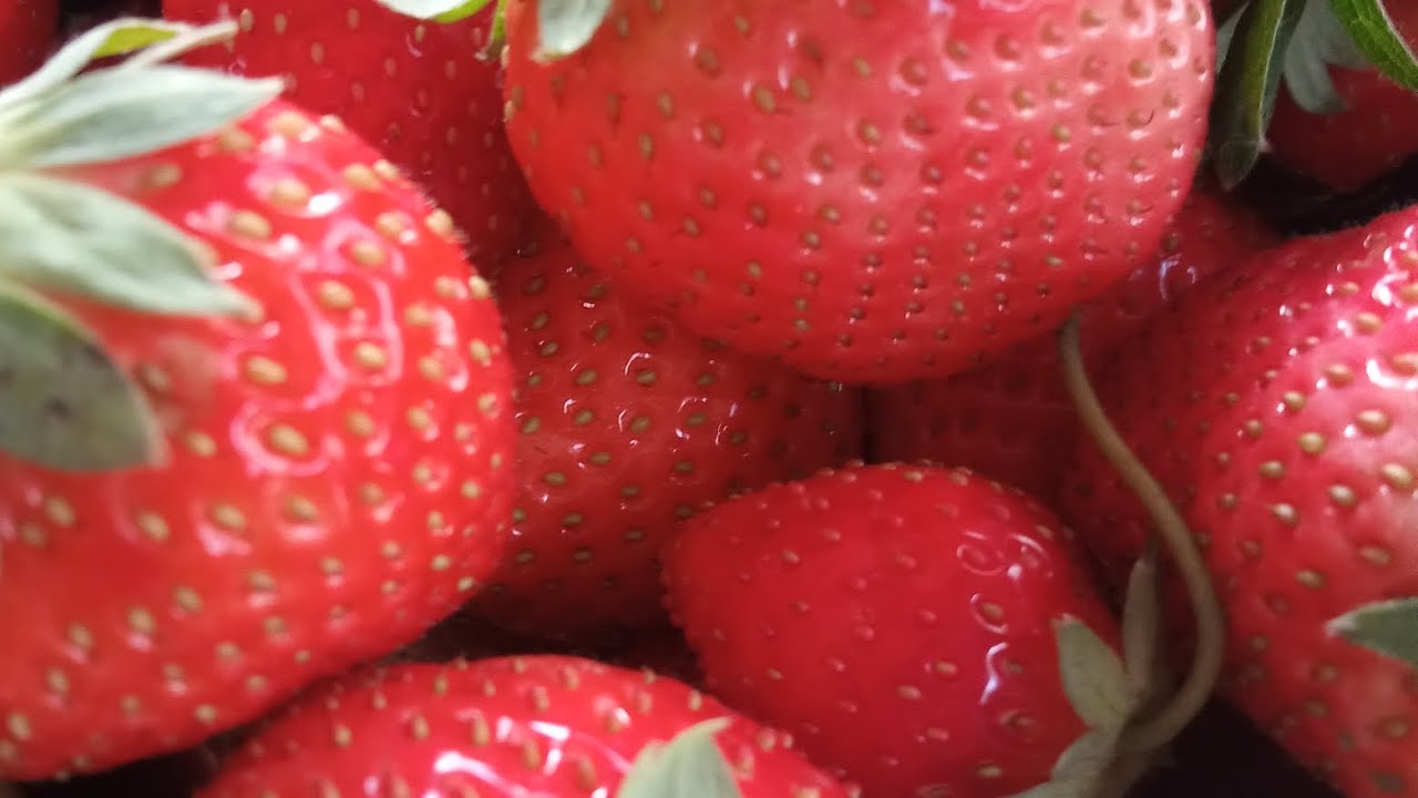 #strawberryharvest #exploremore