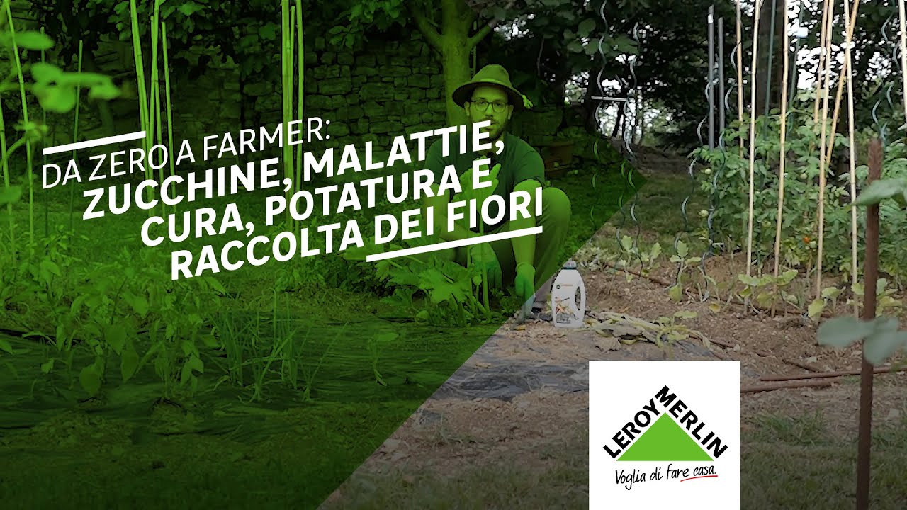 Da Zero a Farmer: come curare le zucchine e raccoglierle| Leroy Merlin