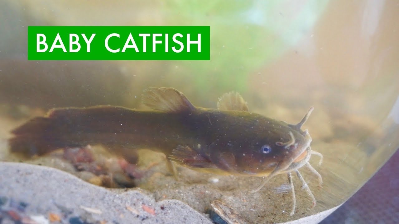 I caught a BABY CATFISH to keep as a pet