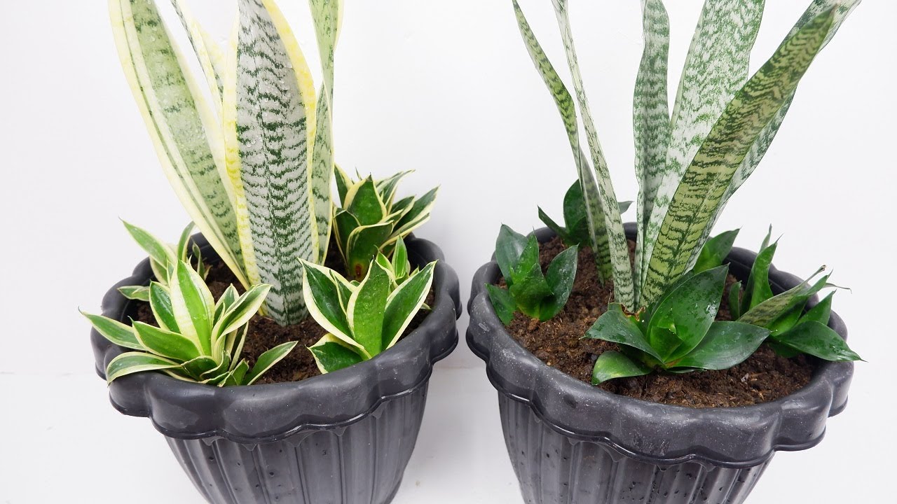 Creative But Simple Ways of Decorating Snake Plants in Your Front Porch (Sansevieria)