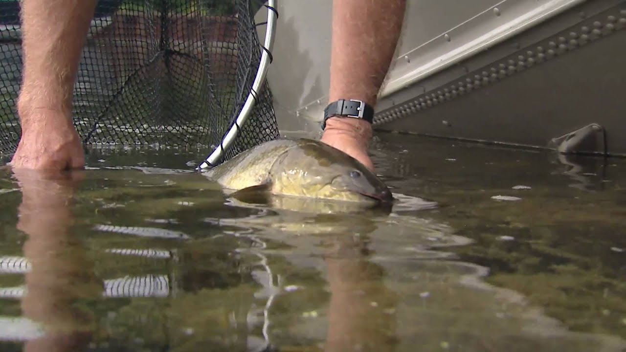 how to catch Dogfish aka Bowfin
