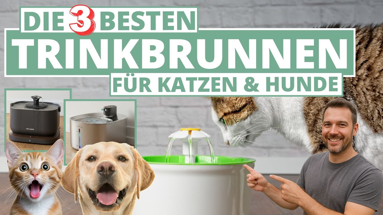 Trinkbrunnen für Katzen & Hunde - Das sind die 3 Besten