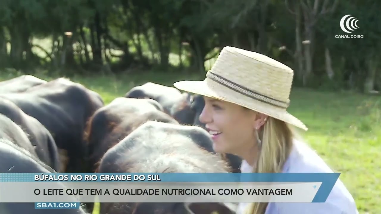 Leite de búfala tem qualidade nutricional como vantagem