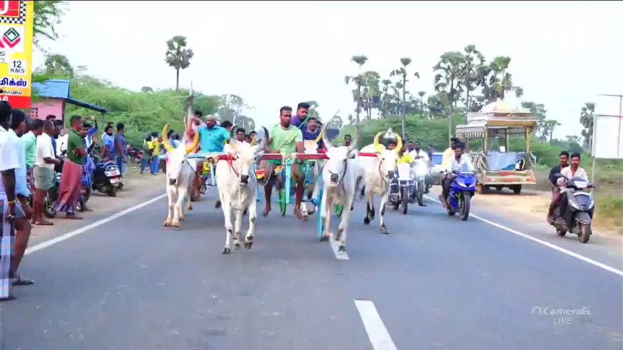 சிவகங்கை மாவட்டம் கல்லல் பூஞ்சிட்டுமாடு28/02/2026