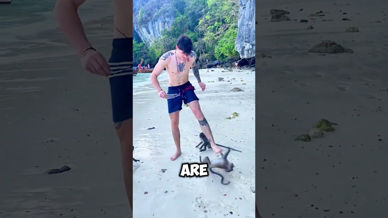 These Monkeys Attacked a Tourist in Thailand! 😱