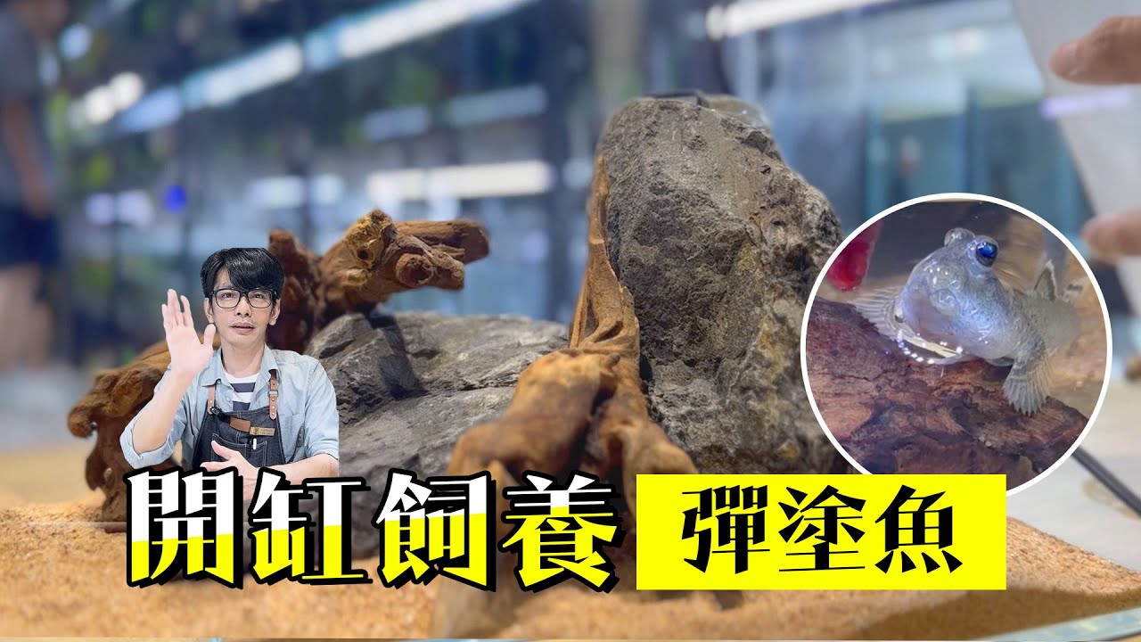 彈塗魚這麼可愛是新手可以養的嗎?【彈塗魚開缸大全】