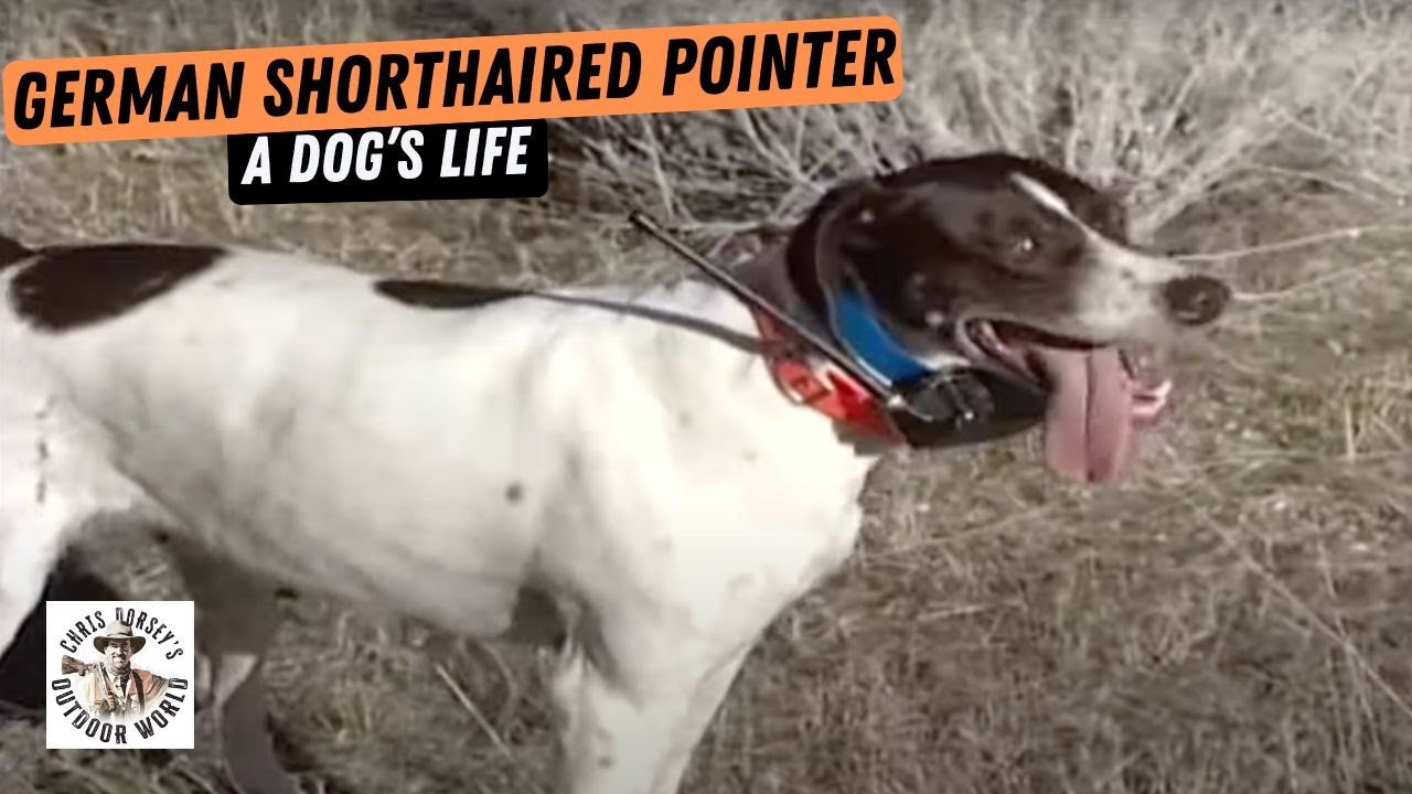 A Dog's Life - German Shorthaired Pointer