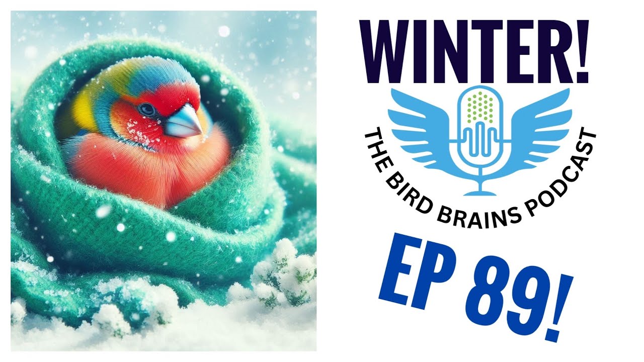 Как подготовить ваших птиц к зиме! Подкаст Birdbrains, выпуск 89!
