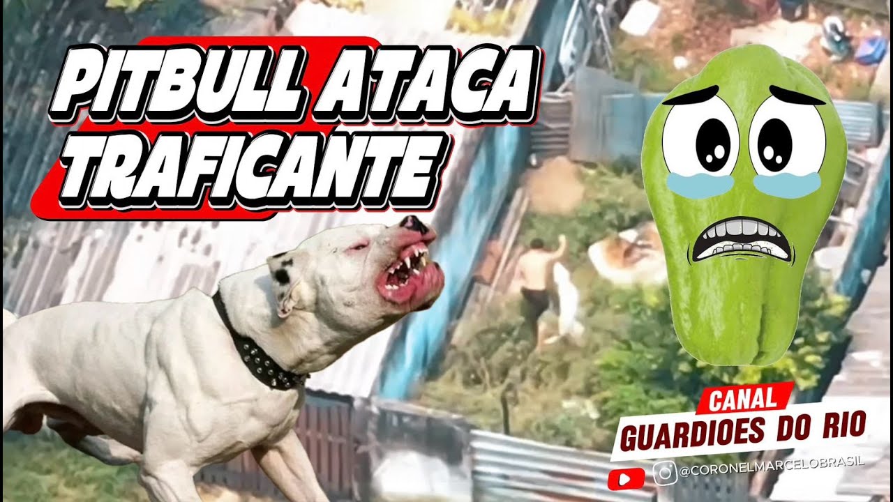 FUGITIVO PULA NA CASA ERRRADA! @CORONELMARCELOBRASIL #cãopolicial #operaçãopolicial #cuidado #drone