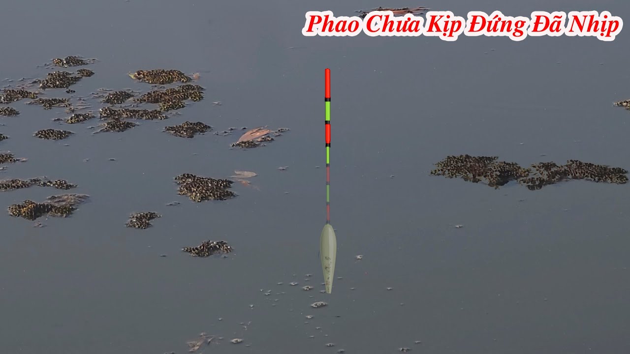Câu Đài , Đụng Bầy Cá Rô Phi Quấn Ổ Nhịp Phao Liên Tục Giật Đã Tay