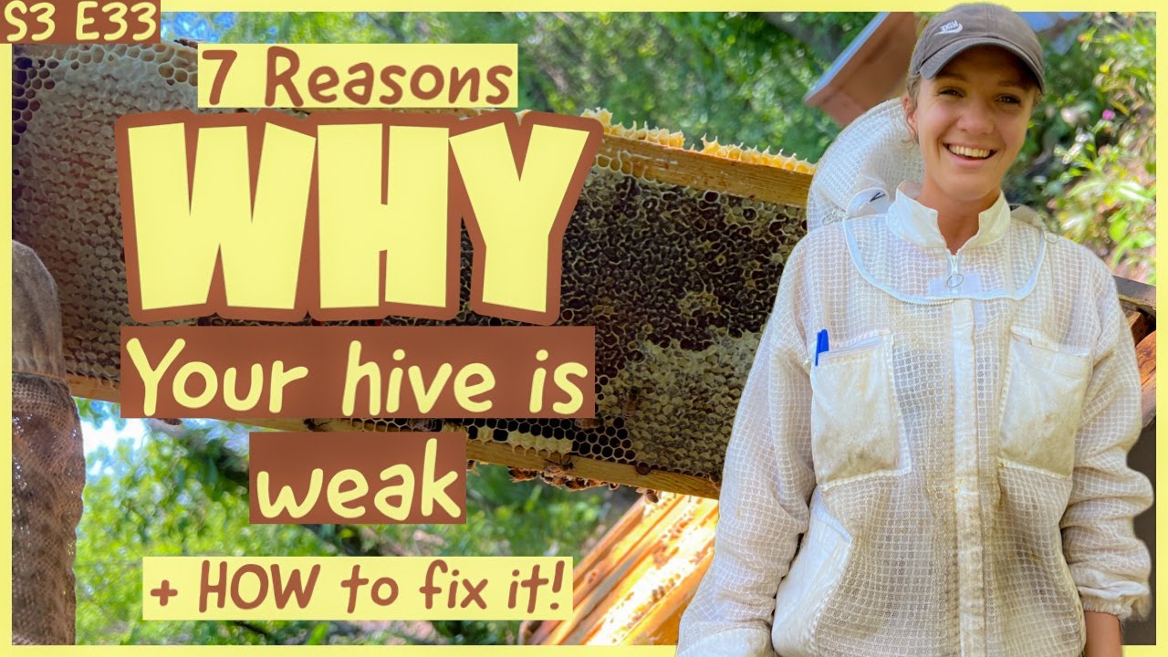 7 Reasons WHY Your Hive Is Weak In July & How To Fix It! Beekeeping 101 #beekeeping