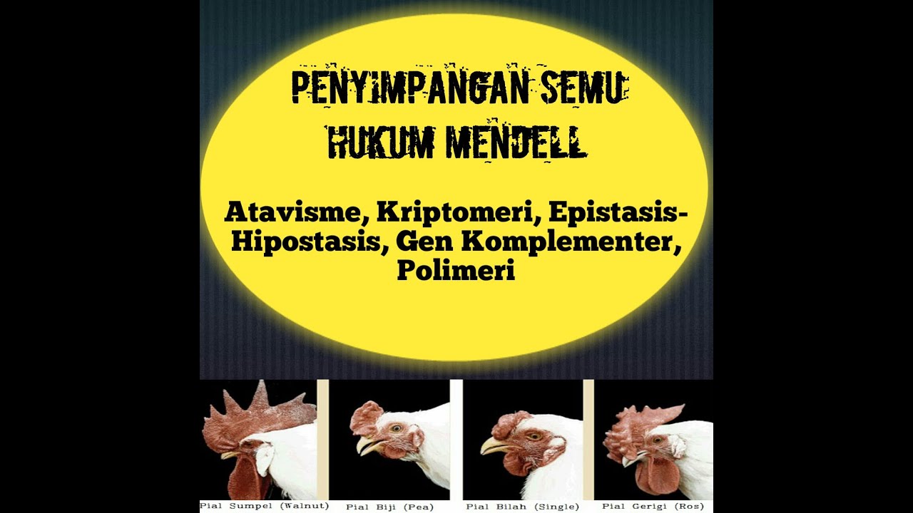 Penyimpangan Semu Hukum Mendell - Kelas 12