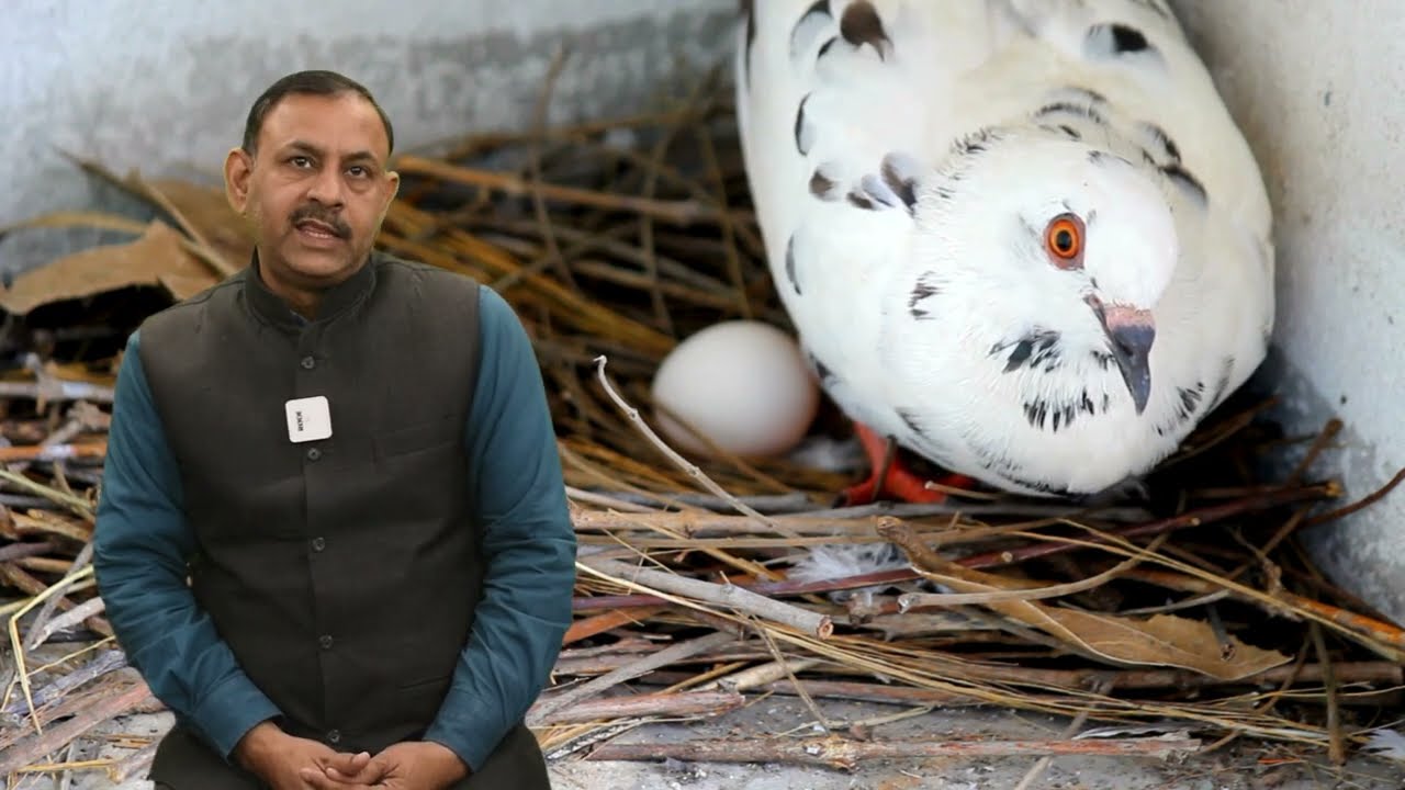 Pigeon Breeding Setup - कबूतरों की ब्रीडिंग करने का सही तरीका | Dr Nagender Yadav