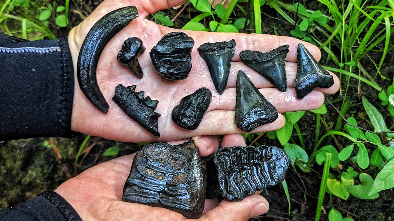 HOW DID THIS HAPPEN?! We Found the Remains of Prehistoric Predators and Elephants in a Florida River