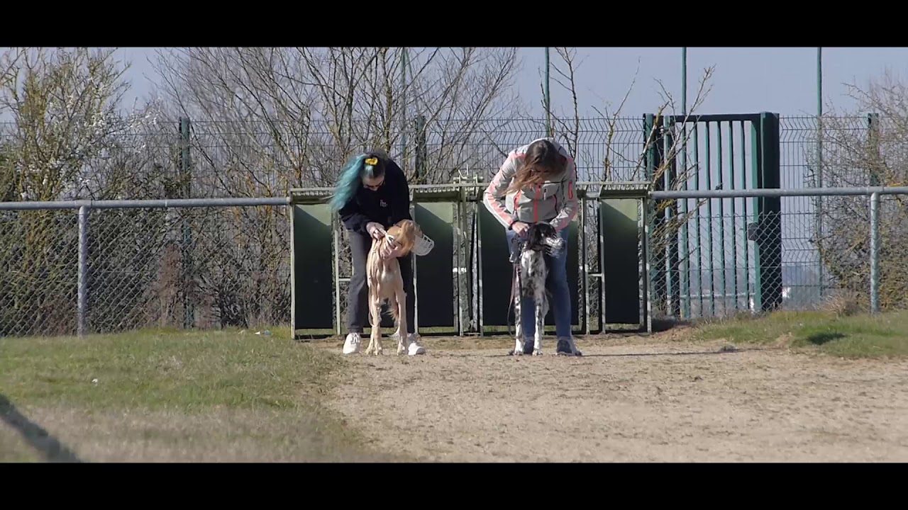 Entrainement  Lévriers de course le 6 Mars 2021