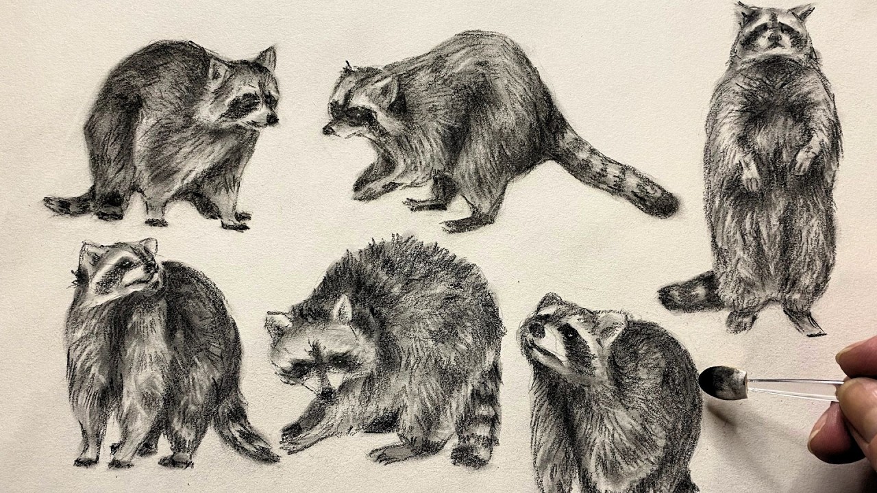 ASMR Raccoon Drawing | Dynamic Poses Charcoal & Graphite Sketch