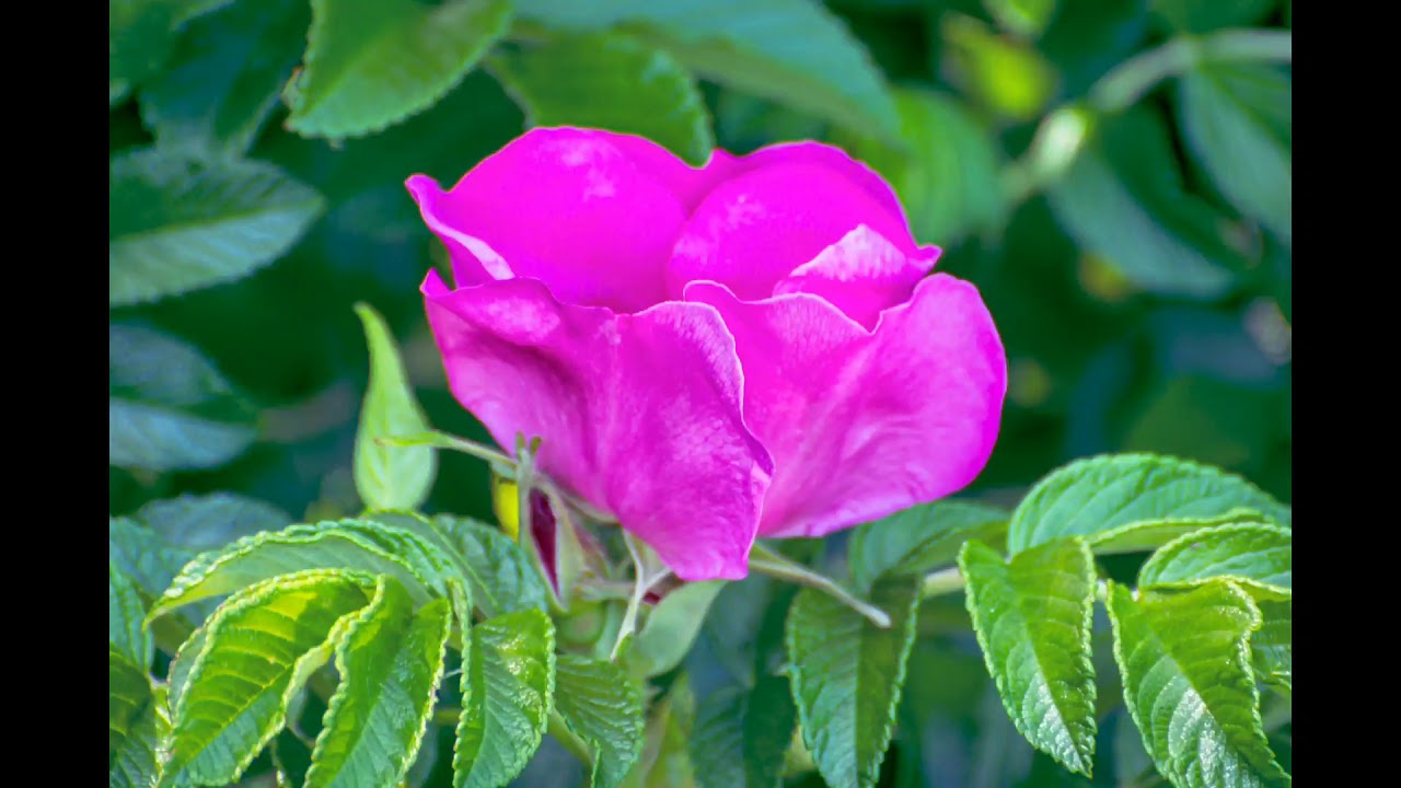 My Nikon D7100 50mm f1.8G floral sample images