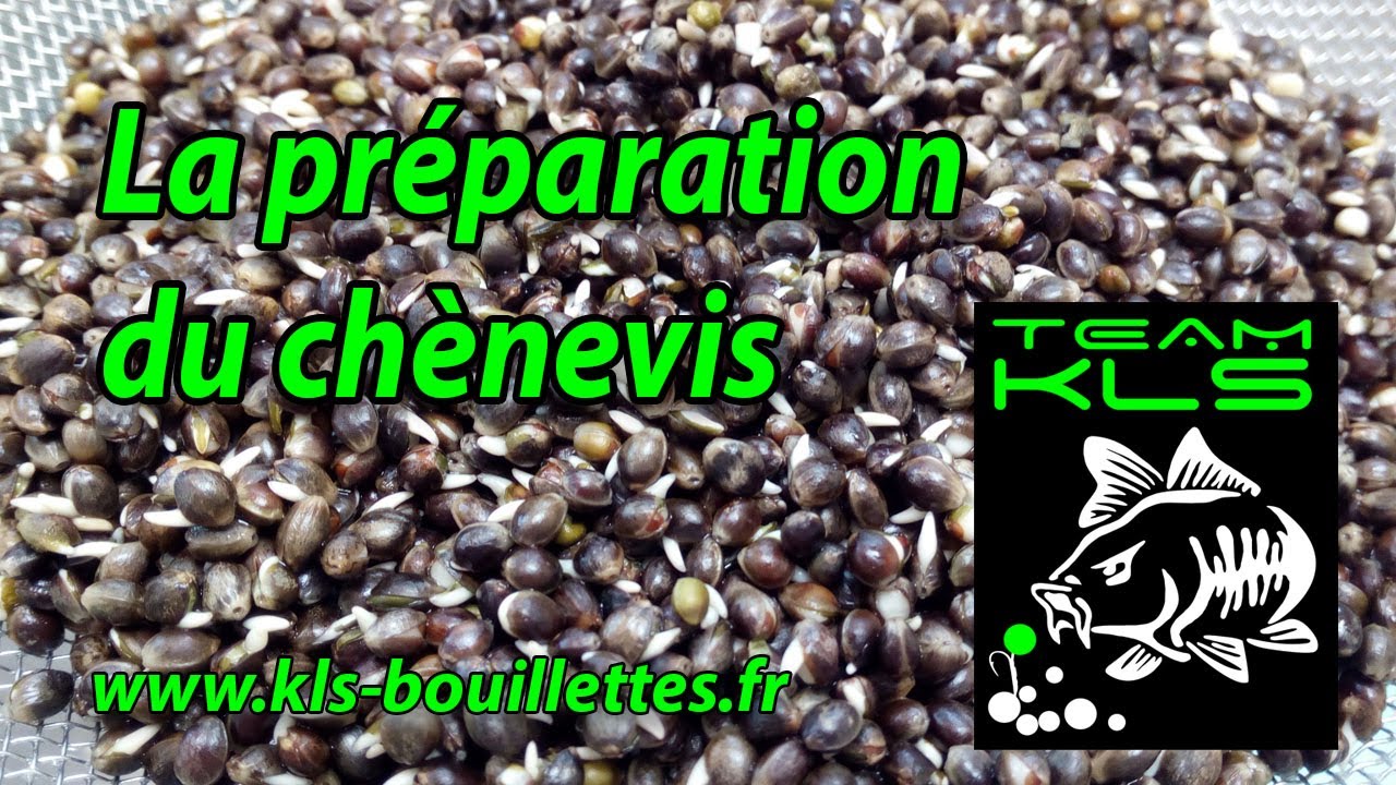 Cuisson du chènevis pour la carpe