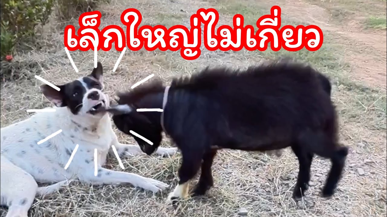 เล็กใหญ่ไม่เกี่ยวใส่เดี่ยวได้หมด ไอ้แพะ
