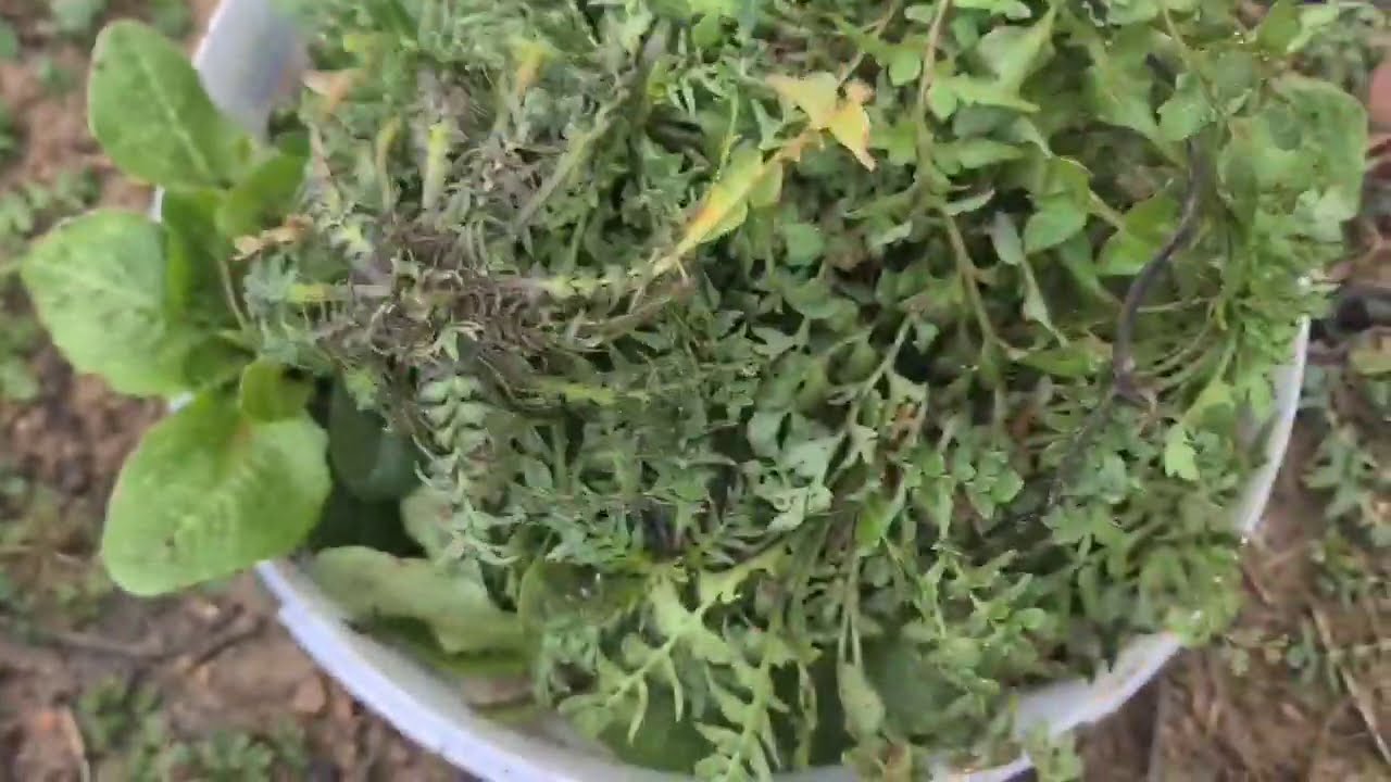 BİR YEMEK İŞTE | KÖYDE BAHÇEDEN YABANİ YENİLEBİLİR OT ÇEŞİTLERİ | BULGURLU YEMEK SIĞIR KUYRUĞU DİKEN