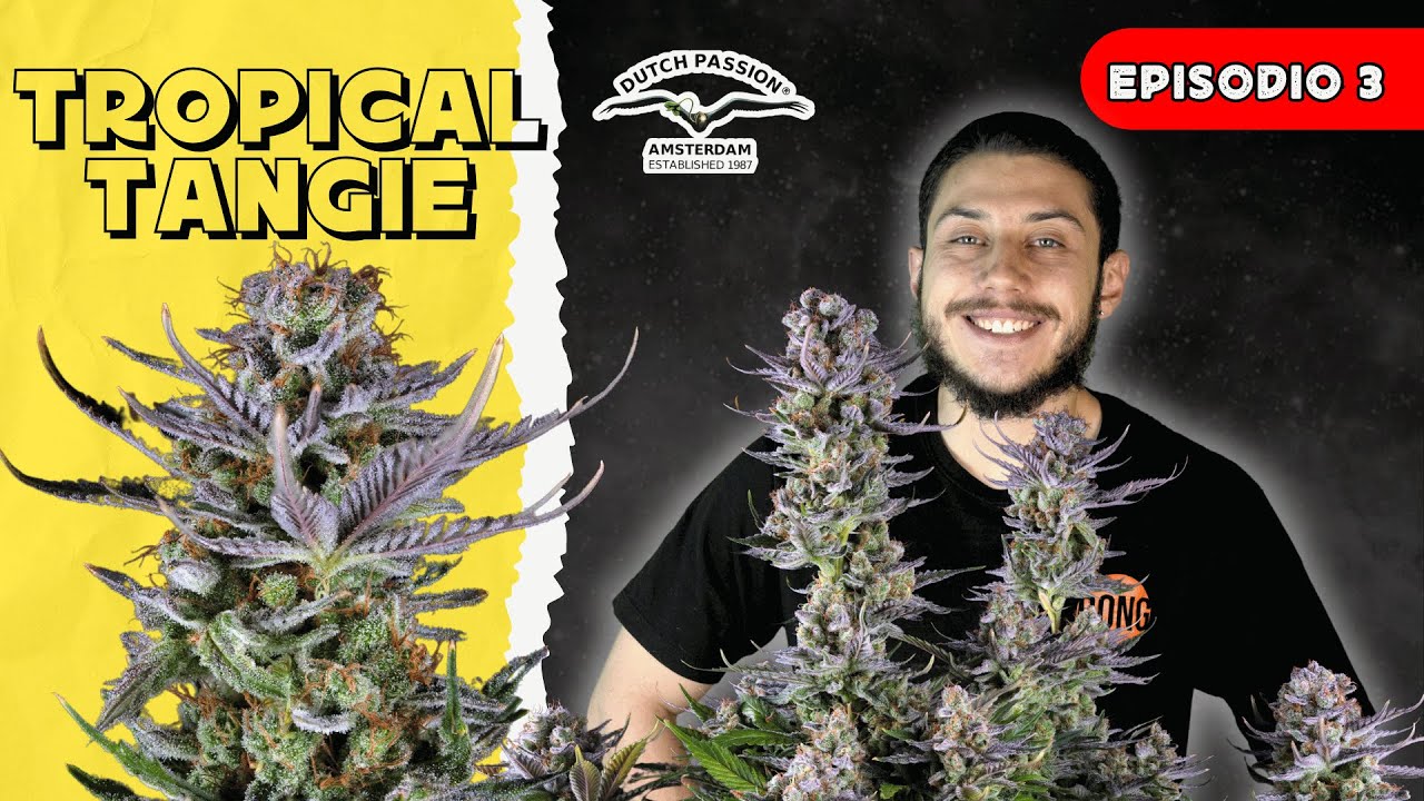 T2 - E3: TROPICAL TANGIE - DUTCH PASSION | FLORANDO EN FUMILIA