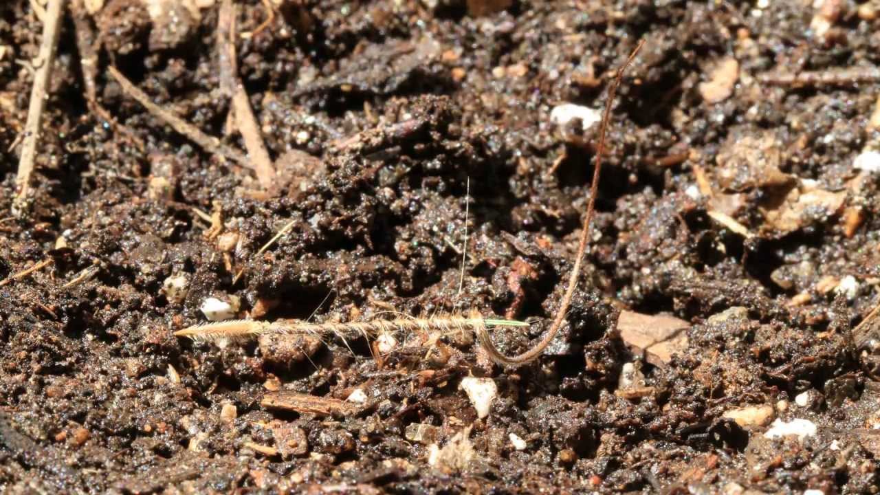 Erodium Seed