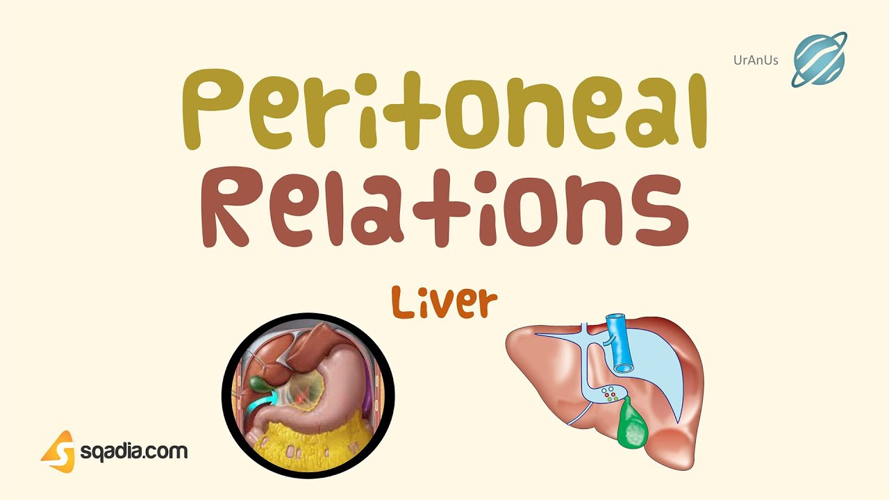 Liver | Peritoneal Relations | Human Abdominal Organs | Medical Student Anatomy Education