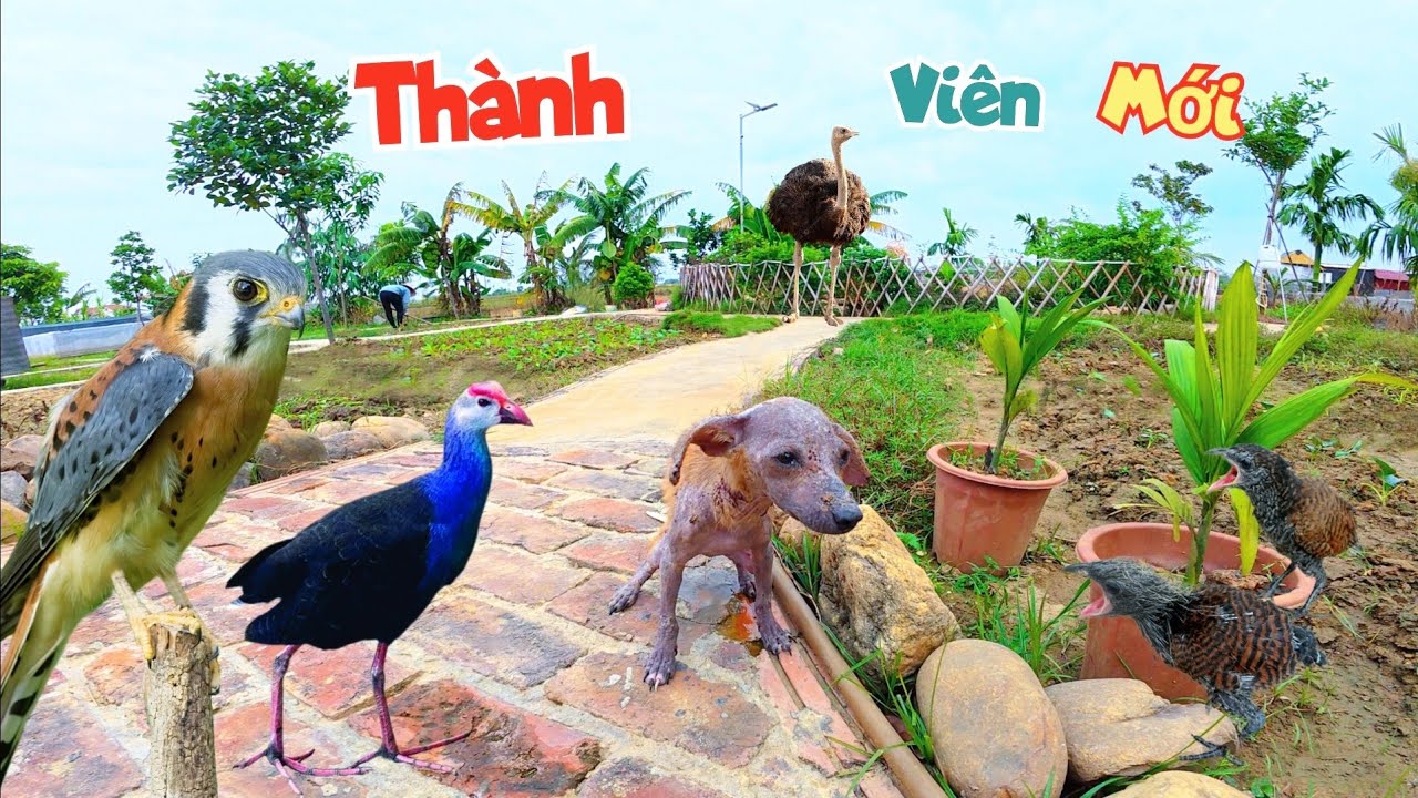 Nhận Th&ecirc;m B&eacute; C&uacute;n Ghẻ Gửi Từ Hải Ph&ograve;ng L&ecirc;n V&agrave; Con Chim Hung D.ữ / Quế Nghịch