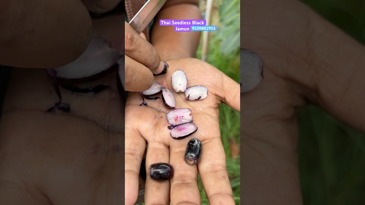 Thai Seedless Black Jamun Farming/ Thai Fruit Plant Nursery 