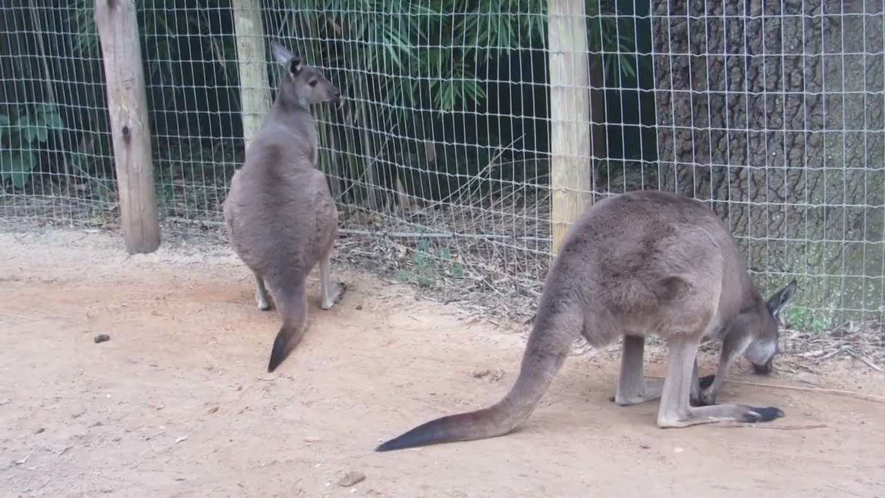 Animals in Florida