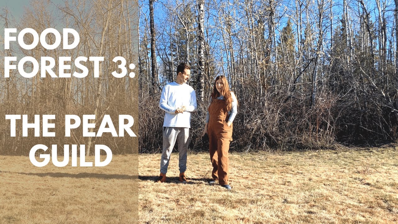 Planting A Pear Guild | Permaculture Food Forest Number 3! | Cold Hardy - Zone 3