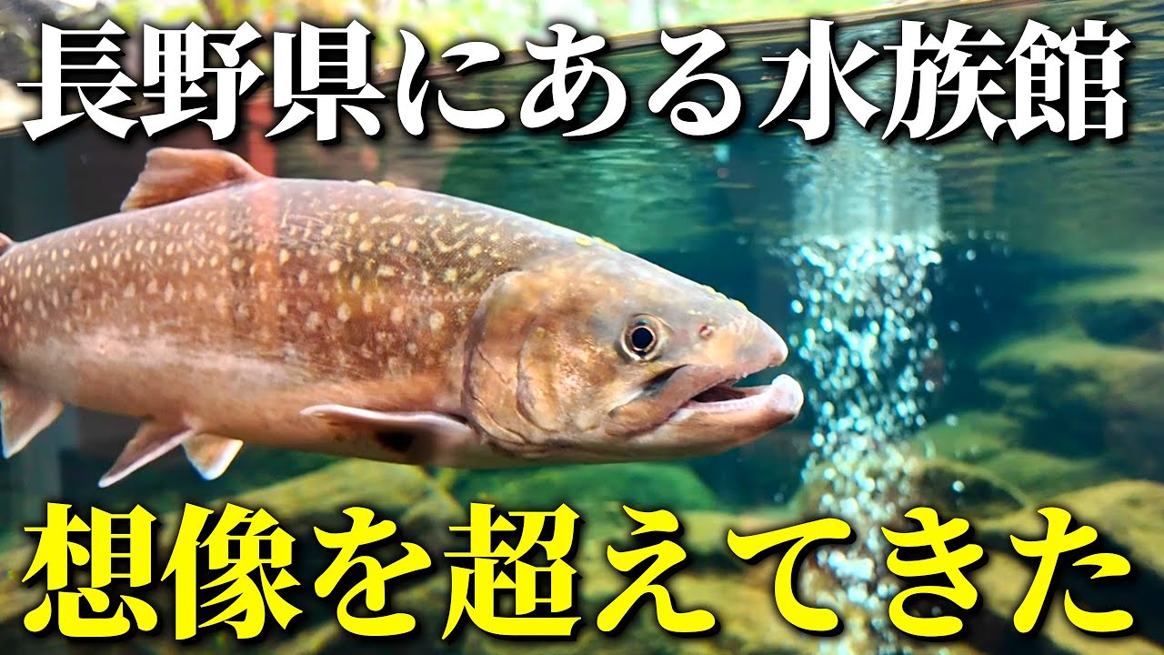 【圧倒的透明感】長野に行ったら絶対訪れてほしい！知る人ぞ知る長野の水族館｜国営アルプスあづみの公園 あづみの学校【水族館マニアが徹底解説レビュー】