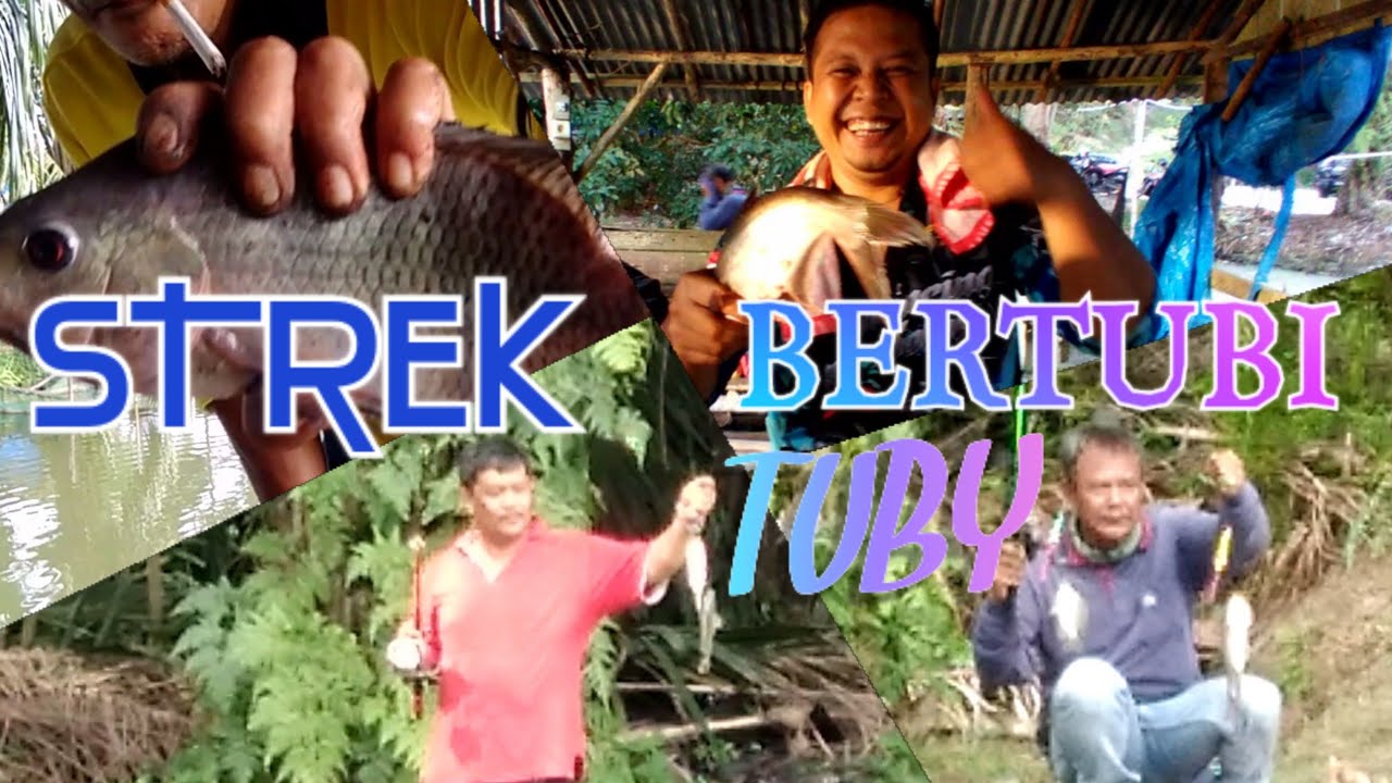 STREK BERTUBI TUBY